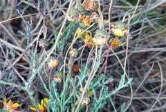 Ursinia discolor