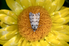 Thallarcha jocularis