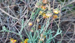 Ursinia discolor