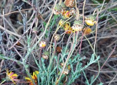 Ursinia discolor