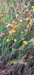 Ursinia discolor