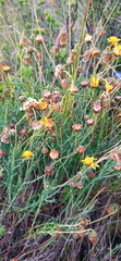Ursinia discolor
