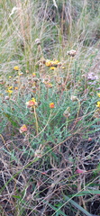 Ursinia discolor