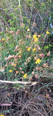 Ursinia discolor