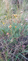 Ursinia discolor