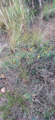 Ursinia discolor