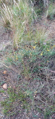 Ursinia discolor