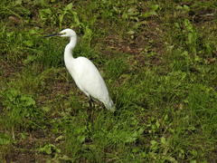 Egretta garzetta