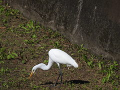 Ardea alba