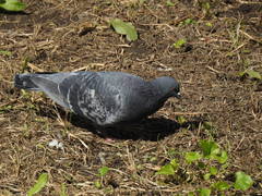Columba livia domestica