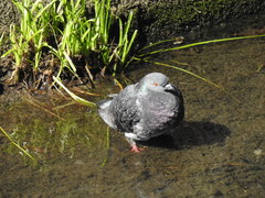 Columba livia domestica