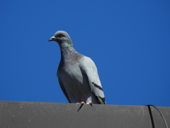 Columba livia domestica