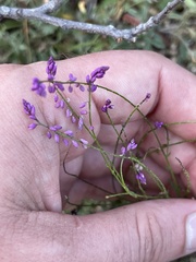 Polygala glochidiata