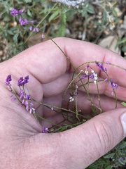 Polygala glochidiata