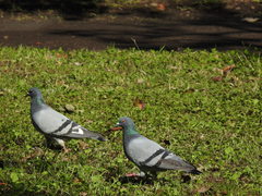 Columba livia domestica