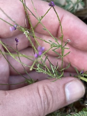 Polygala glochidiata