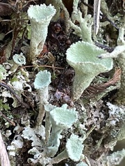 Cladonia