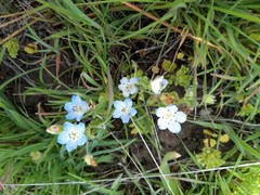 Nemophila menziesii