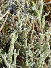 Cladonia