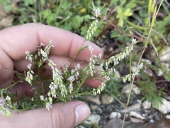 Polygala berlandieri