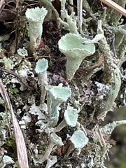 Cladonia