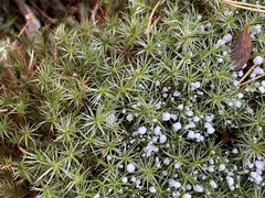 Cladonia