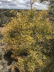 Acacia victoriae
