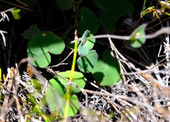 Senecio hastifolius