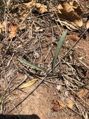 Ledebouria glauca
