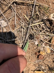 Ledebouria glauca