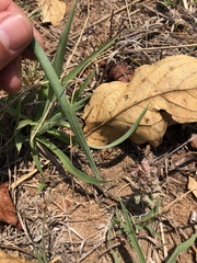 Ledebouria glauca