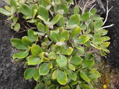 Macrolearia colensoi