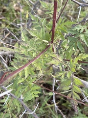 Coreocarpus