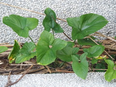 Typhonium roxburghii