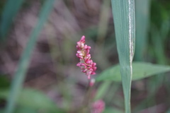 Persicaria