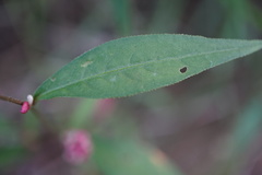 Persicaria