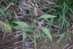 Persicaria