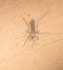 Armigeres subalbatus