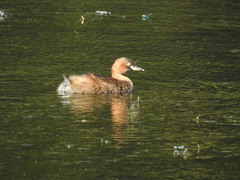 Tachybaptus ruficollis