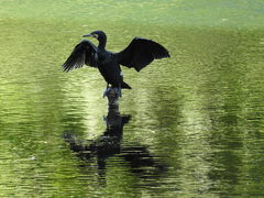 Phalacrocorax carbo