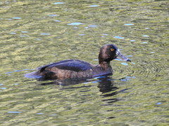 Aythya fuligula