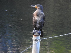 Phalacrocorax carbo