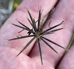 Coreocarpus