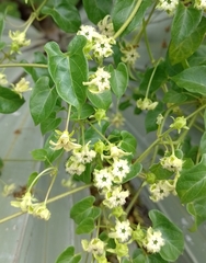 Gonolobus sororius