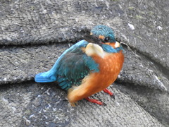 Alcedo atthis