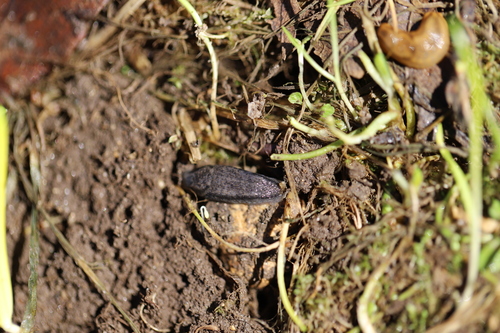 Srebrni prpolj (Arion fasciatus)