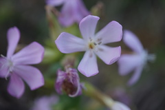 Saponaria officinalis