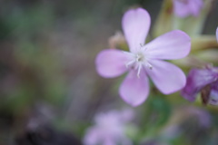 Saponaria officinalis
