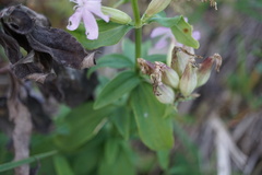 Saponaria officinalis