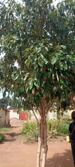 Magnoliopsida